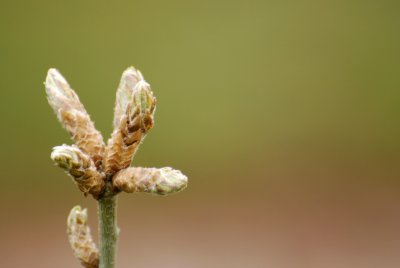 Quercus frainetto - dub uherský - pupen